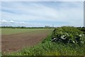 Farmland beside Beal Lane