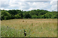 Field with distant horse