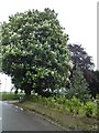 Chestnut tree on Priors Hill, Pirton