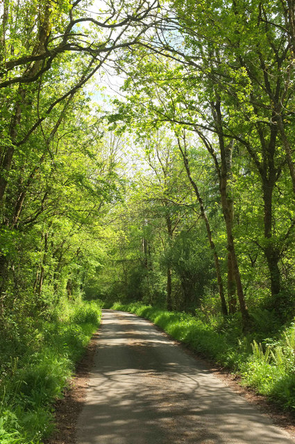 Ashclyst Forest, East Devon - Area Information, Map, Walks And More