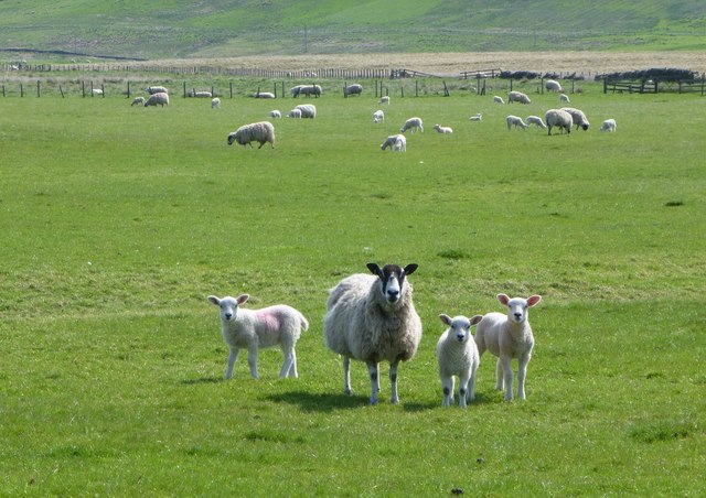 Ewe with triplets