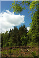 Clearing, Ashclyst Forest