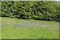 Bluebells, Bargany Gardens