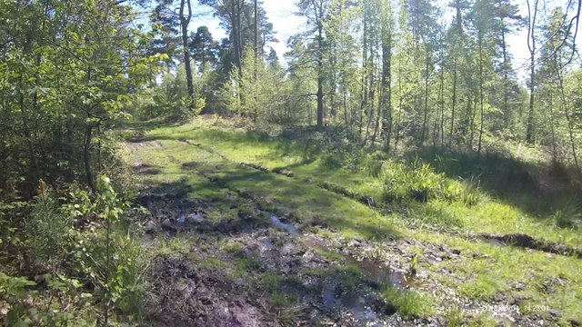 Bede High Woods muddy path