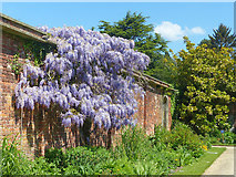 ST2885 : Wisteria, Tredegar House gardens, Newport by Robin Drayton