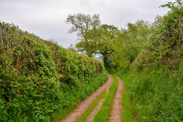 East Devon : Curscombe Lane