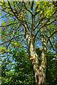 SX9364 : Oak, Stoodley Green by Derek Harper