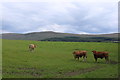 Farmland at Burnhead