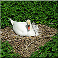 TL4355 : Grantchester: a nesting swan by John Sutton