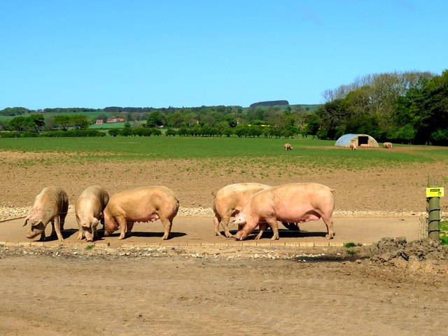 Free-range pigs, Whitecross Farm