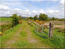 H5375 : Gate and lane, Drumnakilly by Kenneth  Allen