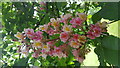 Horse Chestnut Bloom