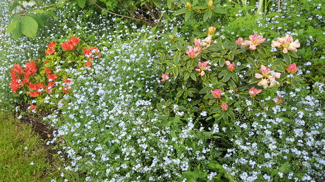 Flowers in Garden near Crews Hill