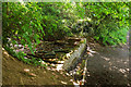 Pond, Warberry Copse