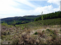 A large area of clear-fell in Esgair Forest 