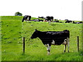 H5465 : Cows grazing, Clogherny Glebe Upper by Kenneth  Allen