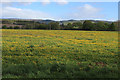 Field of Dandelions near Teawig