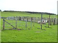 NY5040 : Livestock pens at Low Plains by Oliver Dixon