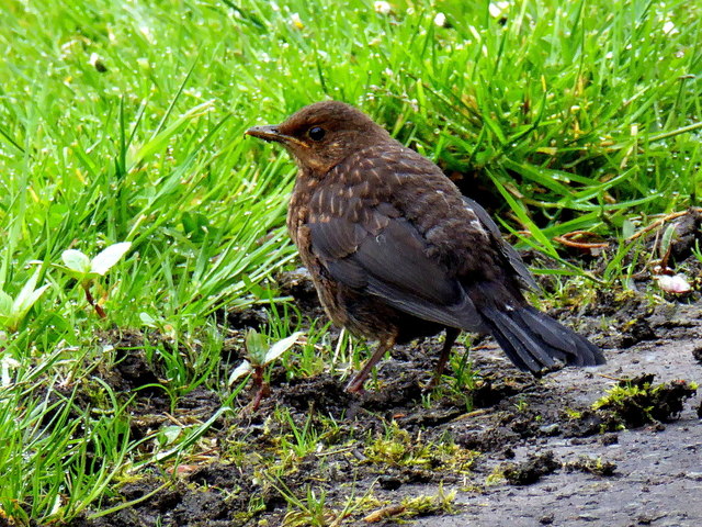 Juvenile blackbird, Mullaghmore © Kenneth Allen cc-by-sa/2.0