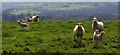 SO0654 : Sheep and lambs in early evening light by Andrew Hill