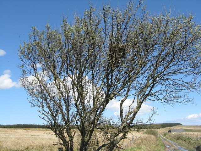 Nest in a Rowan tree
