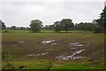 Field, near Higher Whitley