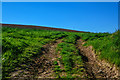 East Devon : Grassy Field