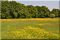 Buttercup field