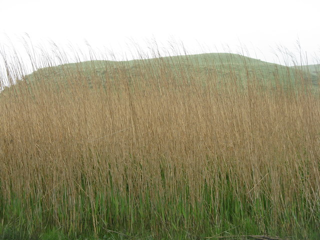 Reeds at Kilchoman