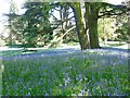 Cedars and Bluebells, grounds of Packington Hall