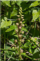 Man Orchid (Orchis anthropophora)