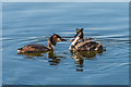 TQ2951 : Great Crested Grebes by Ian Capper