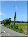 SK6616 : Wonky telegraph pole near Brooksby by Alan Murray-Rust