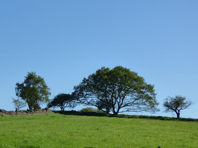 Spreading tree near Cocker Hill Farm