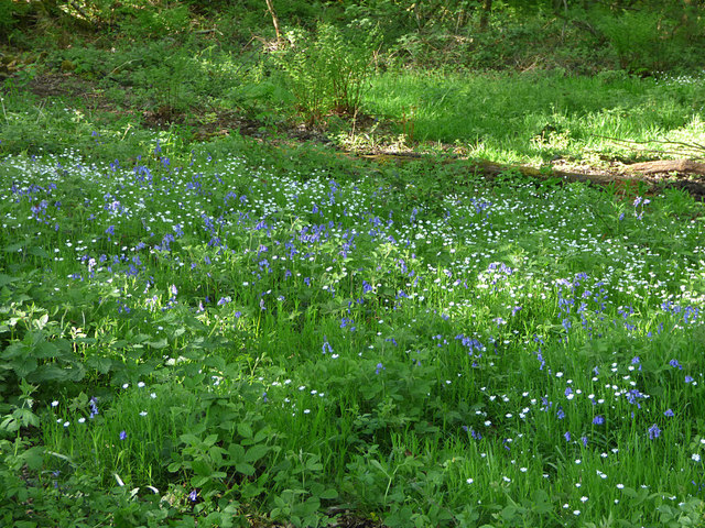 Bluebells and daisies, Breary Marsh SSSI