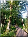 Colehill: boardwalk on Leigh Common