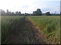 Wimborne Minster: footpath through crops