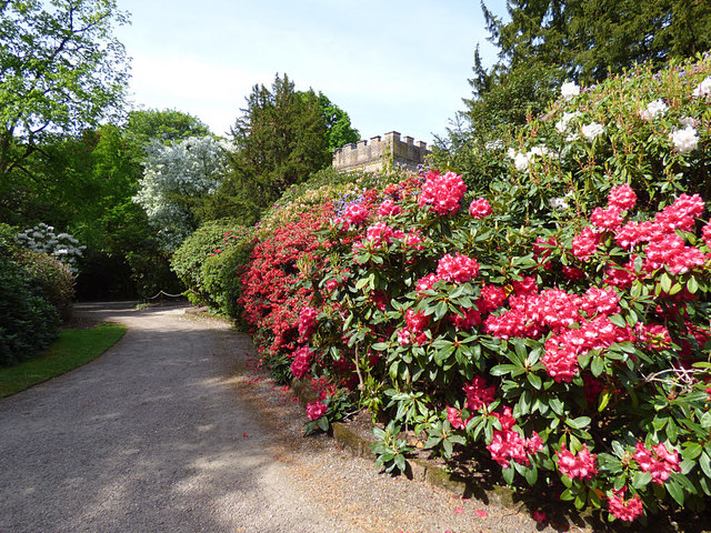 Tatton Park gardens - rhododendrons