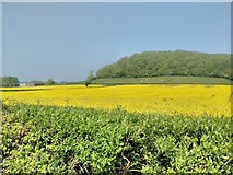 SO8533 : Oilseed rape field and Sarn Hill Wood by Philip Halling