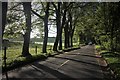 A shady stretch of the A923