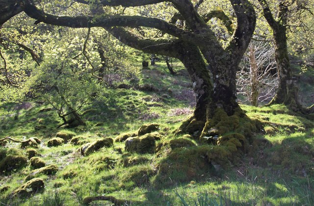 Oak wood above Loch Riddon