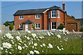 Ox-eye daisies, roadside at Awbridge