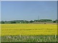 Trackside field of flowering oil seed rape