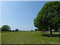 The Dog Rose Ramble at Belmore Playing Fields