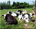 Cattle at rest, Loxbeare