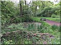 Pond in Howe Park Wood