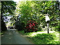 Rhododendron in a private driveway