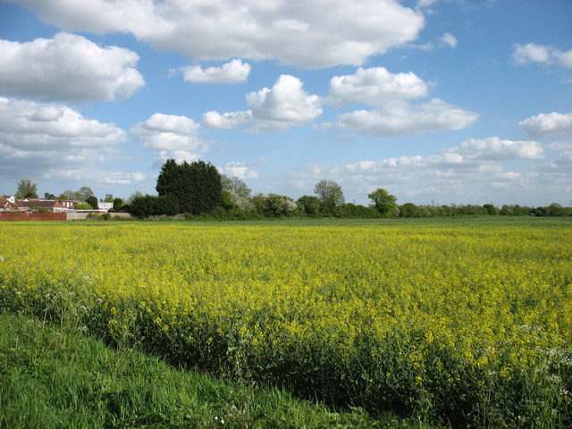 Fields south of Bilton