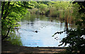 Dog in the Pond