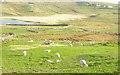 Sheep pastures, Clashmore